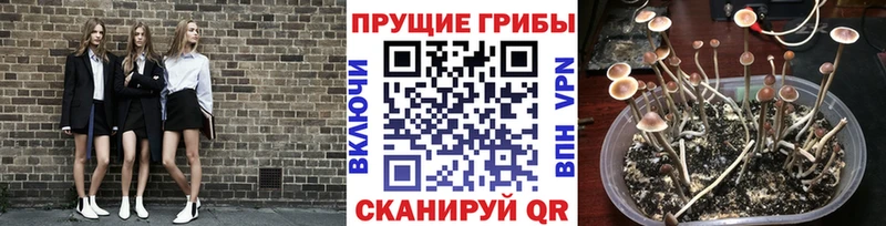 Галлюциногенные грибы Psilocybine cubensis  что такое наркотик  Разумное 